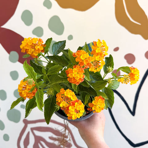 Lantana camara ‘Bandana Orange Sunrise’ - Shrub Verbena - British Grown - Sprouts of Bristol
