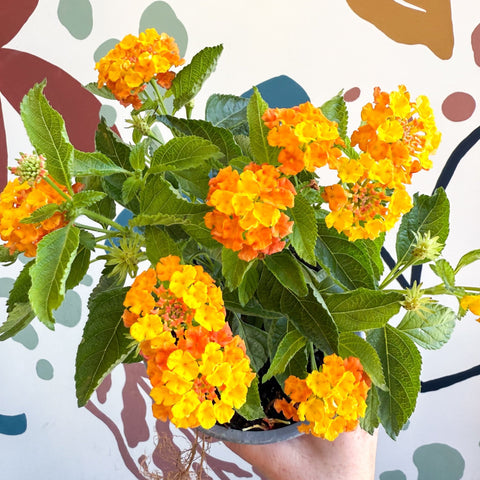 Lantana camara ‘Bandana Orange Sunrise’ - Shrub Verbena - British Grown - Sprouts of Bristol