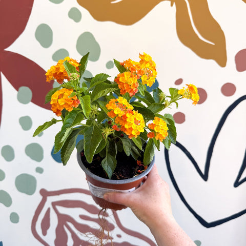 Lantana camara ‘Bandana Orange Sunrise’ - Shrub Verbena - British Grown - Sprouts of Bristol