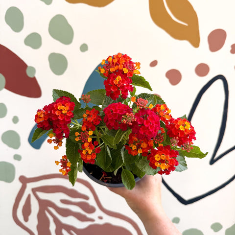 Lantana camara ‘Bandana Red’ - Shrub Verbena - British Grown - Sprouts of Bristol