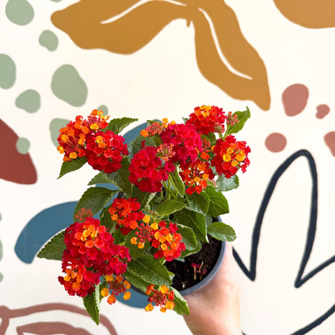 Lantana camara ‘Bandana Red’ - Shrub Verbena - British Grown - Sprouts of Bristol