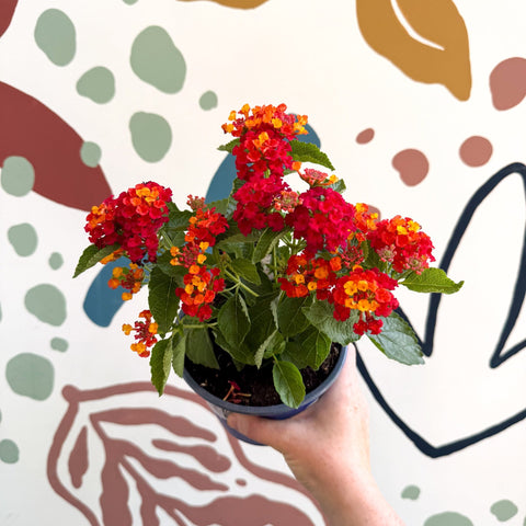 Lantana camara ‘Bandana Red’ - Shrub Verbena - British Grown - Sprouts of Bristol