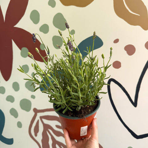 Lavandula angustifolia 'Avignon Blue' - English Lavender - Sprouts of Bristol