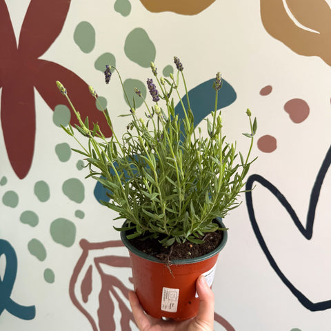 Lavandula angustifolia 'Avignon Blue' - English Lavender - Sprouts of Bristol