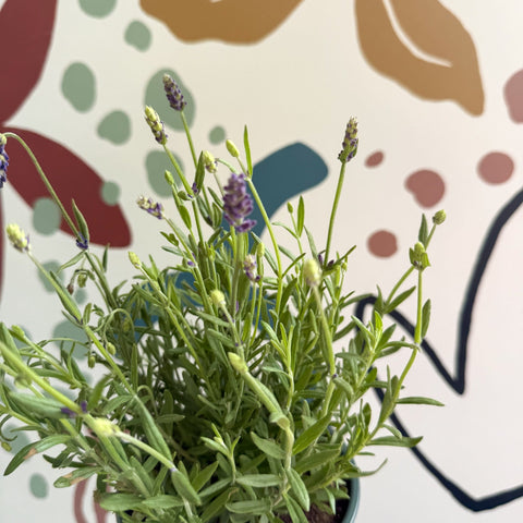 Lavandula angustifolia 'Avignon Blue' - English Lavender - Sprouts of Bristol