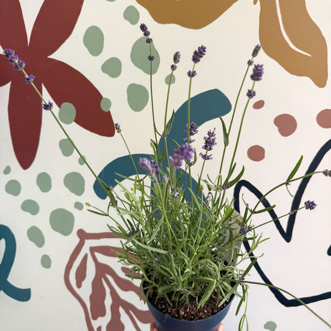 Lavandula angustifolia 'Felice' - English Lavender - Sprouts of Bristol