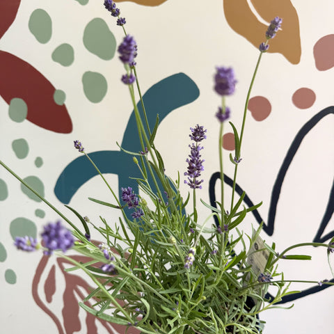 Lavandula angustifolia 'Felice' - English Lavender - Sprouts of Bristol