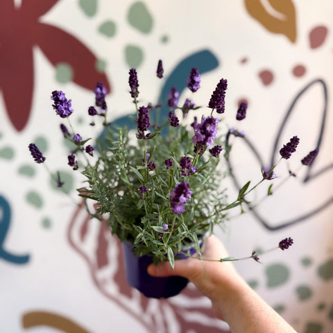 Lavandula angustifolia 'Valence Deep Violet' - English Lavender - Sprouts of Bristol