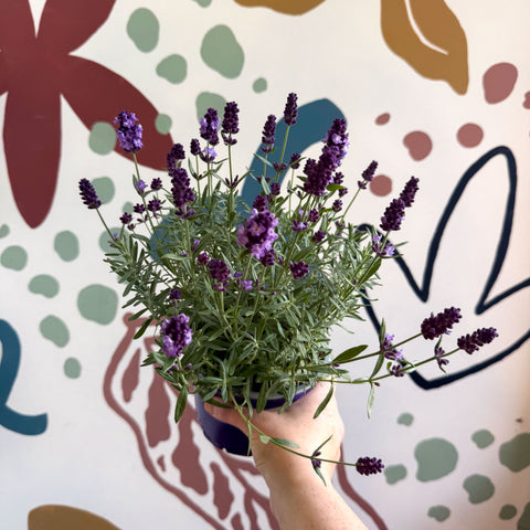 Lavandula angustifolia 'Valence Deep Violet' - English Lavender - Sprouts of Bristol