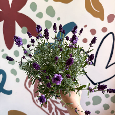 Lavandula angustifolia 'Valence Deep Violet' - English Lavender - Sprouts of Bristol