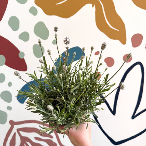 Lavandula angustifolia ‘Vincenza White’ - White English Lavender - Sprouts of Bristol