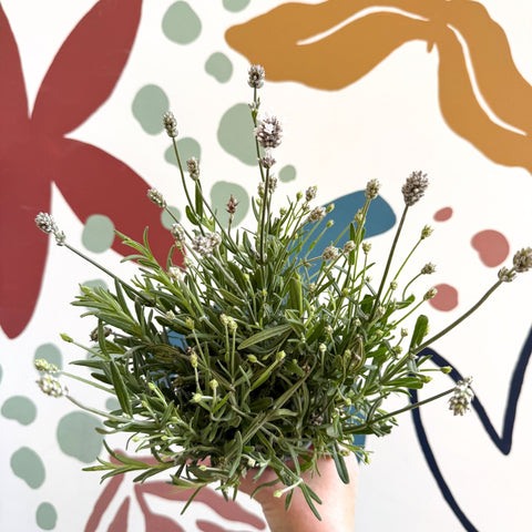 Lavandula angustifolia ‘Vincenza White’ - White English Lavender - Sprouts of Bristol