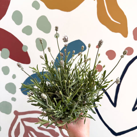 Lavandula angustifolia ‘Vincenza White’ - White English Lavender - Sprouts of Bristol