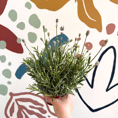 Lavandula angustifolia ‘Vincenza White’ - White English Lavender - Sprouts of Bristol