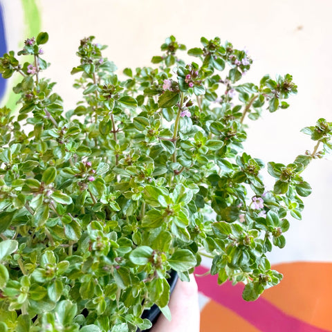 Lemon Thyme - Thymus citriodorus 'Silver Queen' - British Grown Culinary Herbs - Sprouts of Bristol