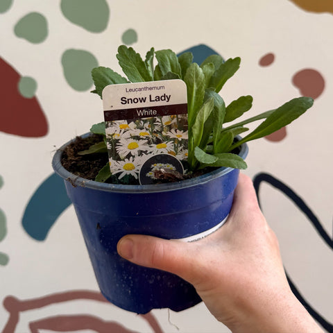 Leucanthemum × superbum ‘Snow Lady’ - Shasta Daisy - British Grown - Sprouts of Bristol