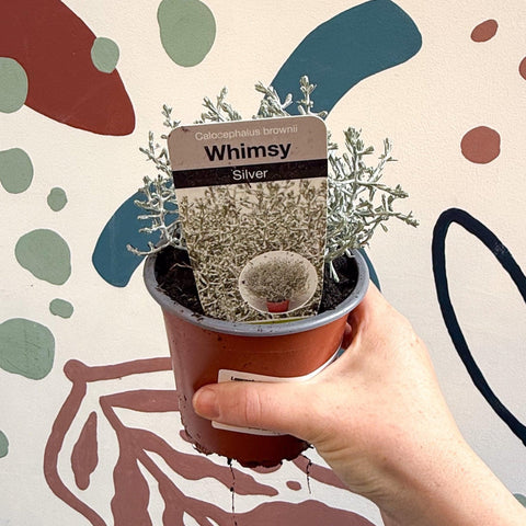 Leucophyta brownii 'Whimsy Silver' - Cushion Bush - Sprouts of Bristol
