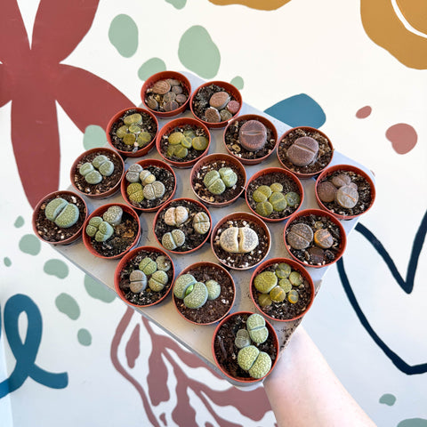 Lithops lesliei – Living Stone (Mixed Varieties) - Sprouts of Bristol