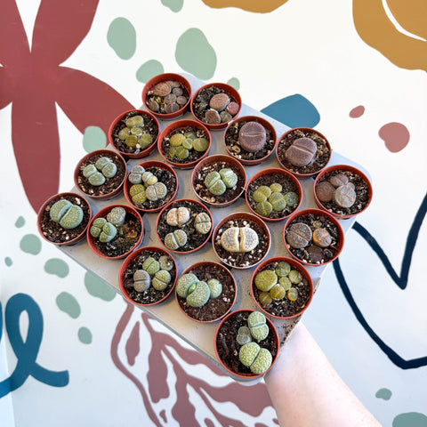 Lithops lesliei – Living Stone (Mixed Varieties) - Sprouts of Bristol