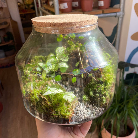 Little Iza Glass Bioactive Terrarium - Sprouts of Bristol