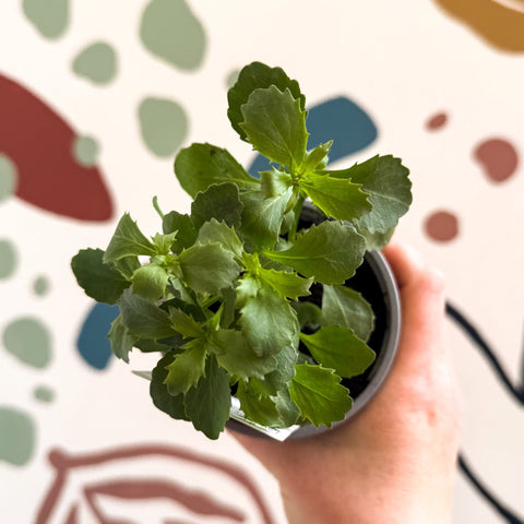 Lobelia 'Laura Deep Blue' - British Grown - Sprouts of Bristol