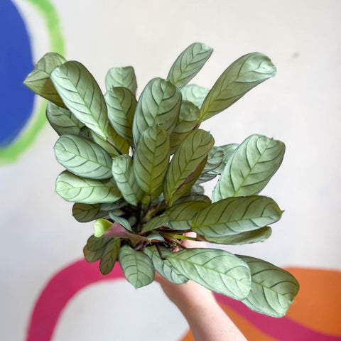 Maranta leuconeura 'Amabilis Amagris' - Fishbone Prayer Plant - Sprouts of Bristol