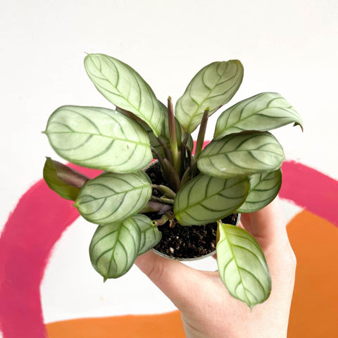 Maranta leuconeura 'Amabilis Amagris' - Fishbone Prayer Plant - Sprouts of Bristol