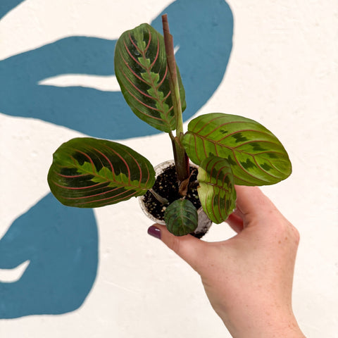 Maranta leuconeura 'Fascinator Tricolor' - Prayer Plant - Sprouts of Bristol
