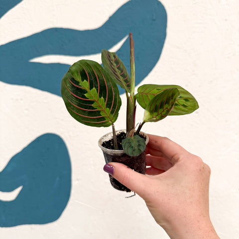 Maranta leuconeura 'Fascinator Tricolor' - Prayer Plant - Sprouts of Bristol