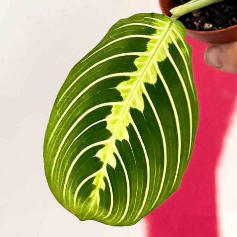 Maranta leuconeura var. erythroneura 'Lemon Lime' - Prayer Plant - Sprouts of Bristol