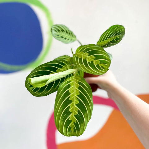 Maranta leuconeura var. erythroneura 'Lemon Lime' - Prayer Plant - Sprouts of Bristol