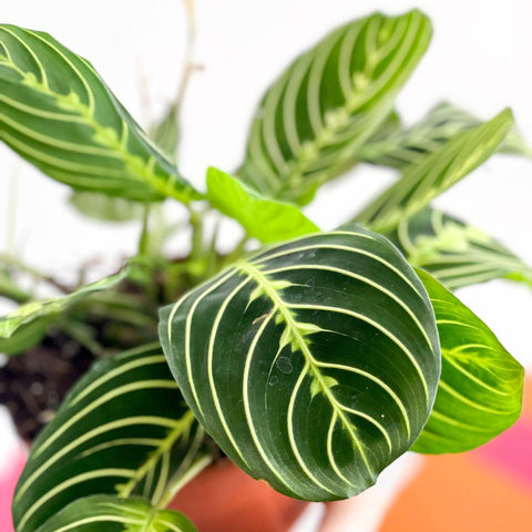 Maranta leuconeura var. erythroneura 'Lemon Lime' - Prayer Plant - Sprouts of Bristol