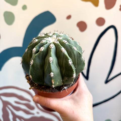 Melocactus maxonii ‘Inermis’ – Spineless Turk’s Cap Cactus - Sprouts of Bristol