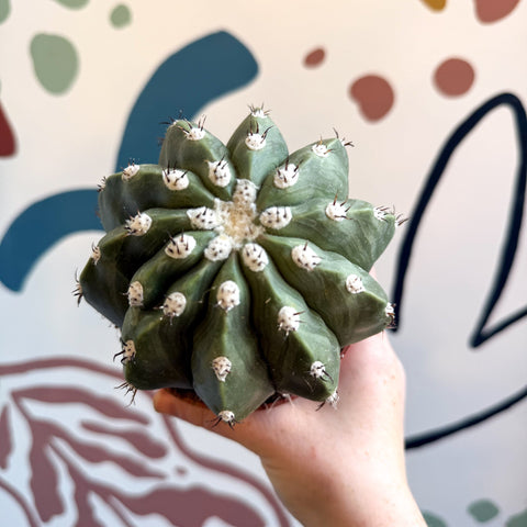 Melocactus maxonii ‘Inermis’ – Spineless Turk’s Cap Cactus - Sprouts of Bristol