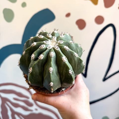 Melocactus maxonii ‘Inermis’ – Spineless Turk’s Cap Cactus - Sprouts of Bristol