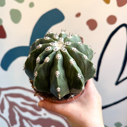 Melocactus maxonii ‘Inermis’ – Spineless Turk’s Cap Cactus - Sprouts of Bristol