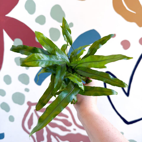 Microsorum pteropus – Java Fern - Sprouts of Bristol