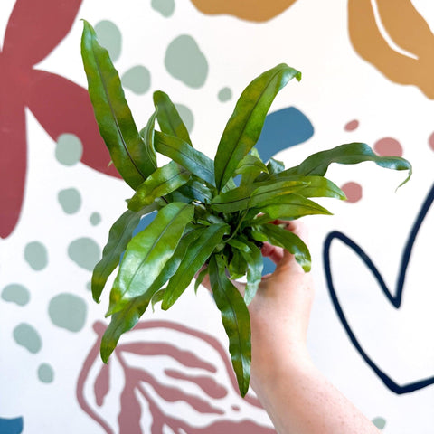 Microsorum pteropus – Java Fern - Sprouts of Bristol