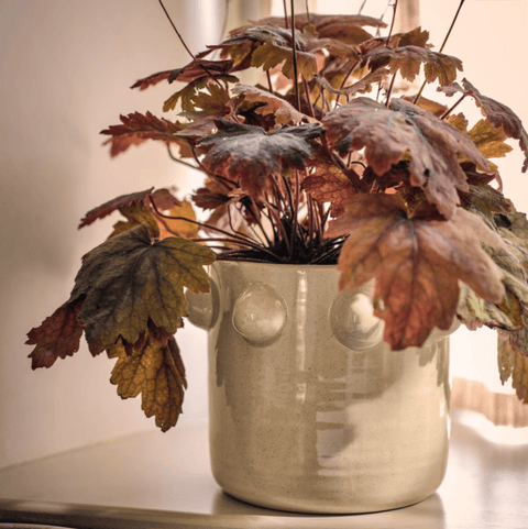 Milcombe Bobble Pot in Natural - Sprouts of Bristol