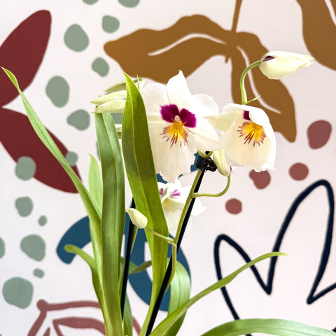 Miltonia - White Pansy Orchid - Sprouts of Bristol