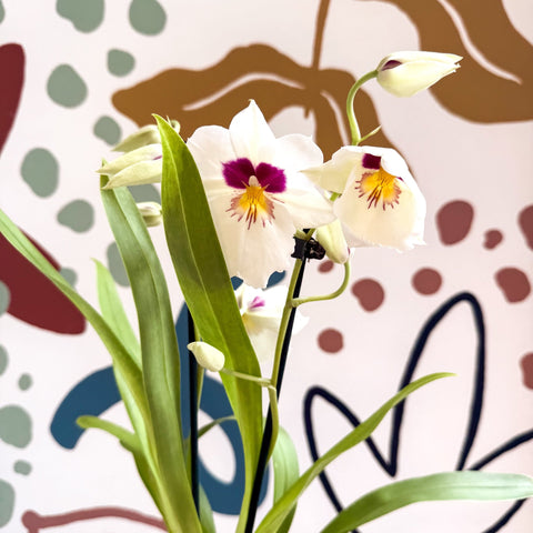 Miltonia - White Pansy Orchid - Sprouts of Bristol