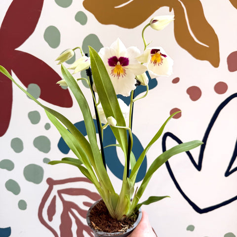 Miltonia - White Pansy Orchid - Sprouts of Bristol