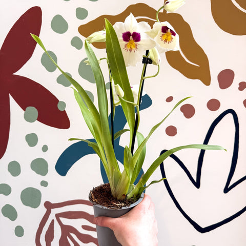 Miltonia - White Pansy Orchid - Sprouts of Bristol