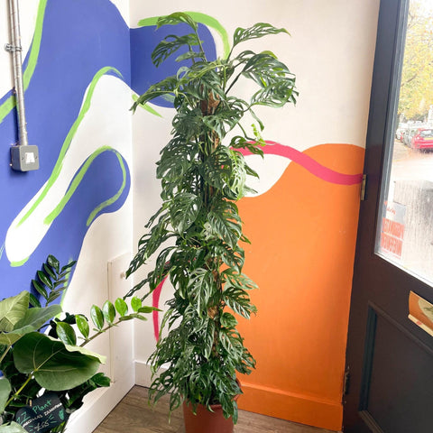 Monstera adansonii - Sprouts of Bristol