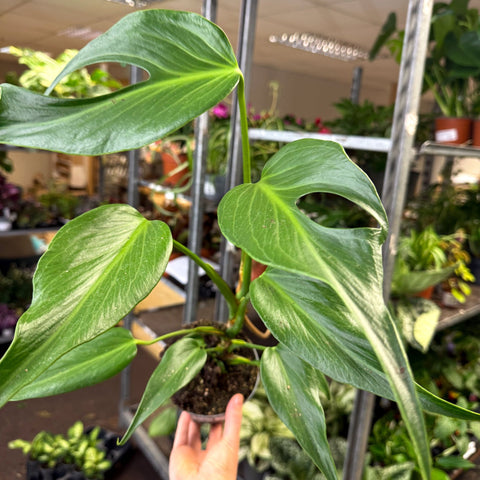 Monstera 'Burle Marx Flame' - Sprouts of Bristol