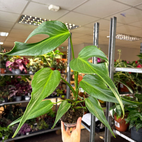 Monstera 'Burle Marx Flame' - Sprouts of Bristol