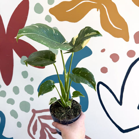 Monstera deliciosa 'Thai Constellation' - Sprouts of Bristol