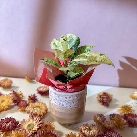Moonshine Ficus + Morganite Pot - Valentines Bundle - Sprouts of Bristol