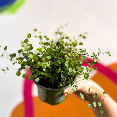 Muehlenbeckia complexa - Maidenhair Vine - Sprouts of Bristol