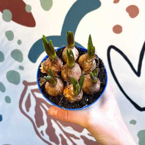 Muscari 'Blue Magic' - Potted Blue Grape Hyacinth Bulbs - Sprouts of Bristol